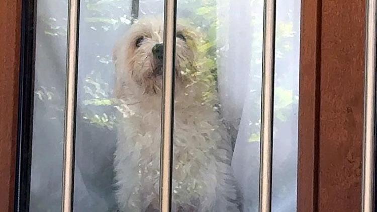 Balkondan girip evi talan ettiler Kedi ve köpekleri mutfağa kilitleyip 600 bin liralık vurgun yaptılar