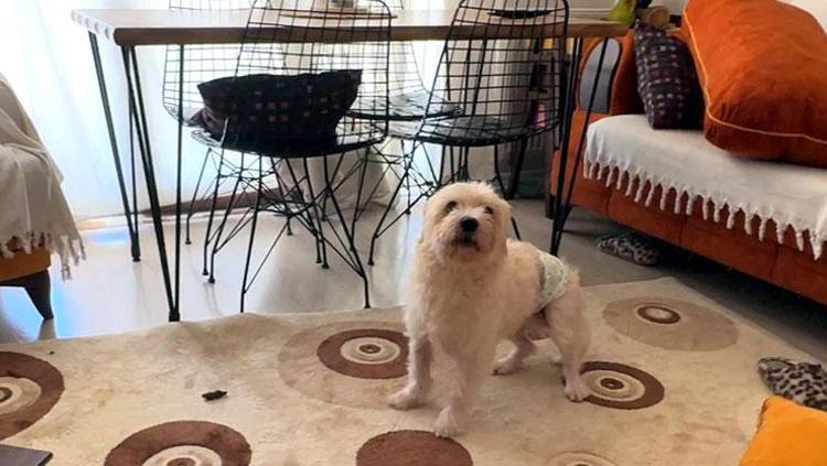 Balkondan girip evi talan ettiler Kedi ve köpekleri mutfağa kilitleyip 600 bin liralık vurgun yaptılar