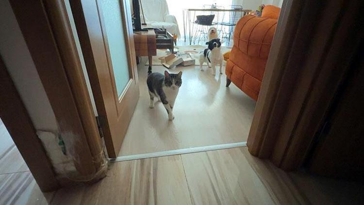 Balkondan girip evi talan ettiler Kedi ve köpekleri mutfağa kilitleyip 600 bin liralık vurgun yaptılar