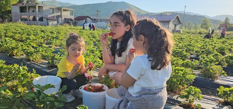 Muşta bir ilk: Dalından topla konseptiyle aracı ve komisyoncuları ortadan kaldırdı Kilosu 100 TL, toplaması da yemesi de bedava
