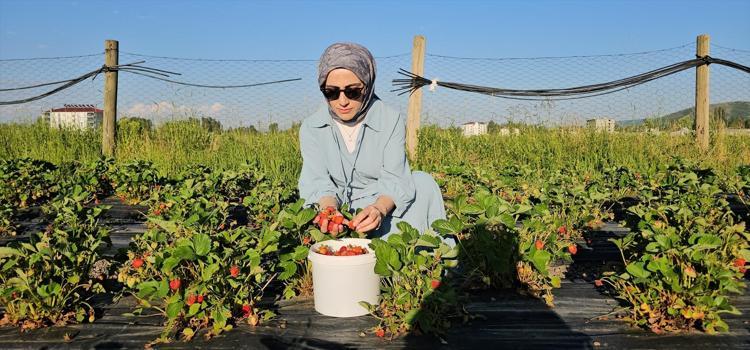 Muşta bir ilk: Dalından topla konseptiyle aracı ve komisyoncuları ortadan kaldırdı Kilosu 100 TL, toplaması da yemesi de bedava