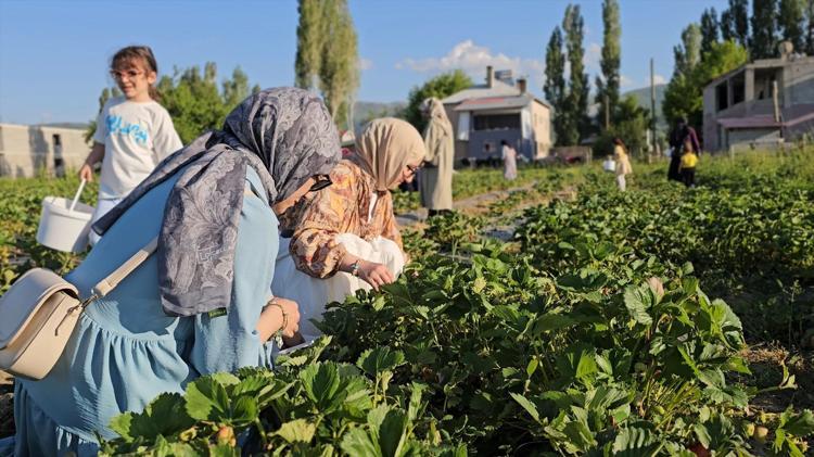 Muşta bir ilk: Dalından topla konseptiyle aracı ve komisyoncuları ortadan kaldırdı Kilosu 100 TL, toplaması da yemesi de bedava