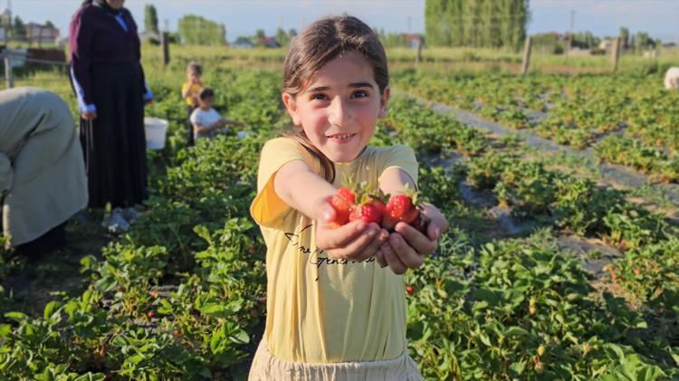 Muşta bir ilk: Dalından topla konseptiyle aracı ve komisyoncuları ortadan kaldırdı Kilosu 100 TL, toplaması da yemesi de bedava