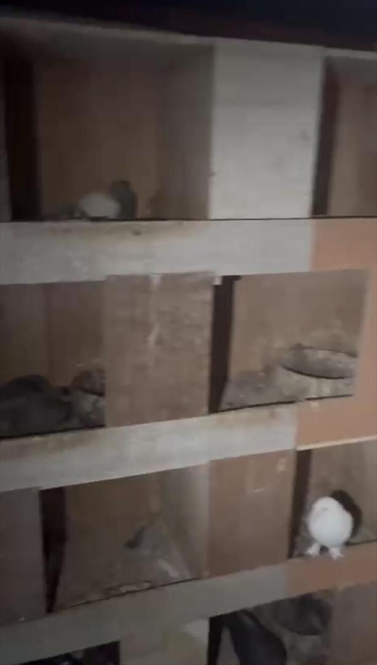 Kuş kümesine uyuşturucu operasyonu Savunması şaşkına çevirdi
