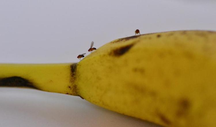 Mutfaktaki meyve sineklerini yok eden formül Sadece 2 malzemeyle hazırlanıyor, tek bir damlası bile hepsini yok etmeye yetiyor