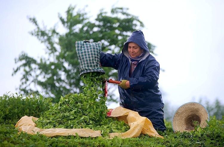 İmparatorluk çayı olarak biliniyor: Kilosu tam 230 bin lira Sadece 15 günlük dar bir zamanda elde edilen o ürünün hasadı tamamlandı