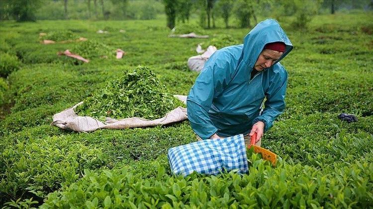 TEK TEK İNSAN ELİYLE TOPLANIYOR