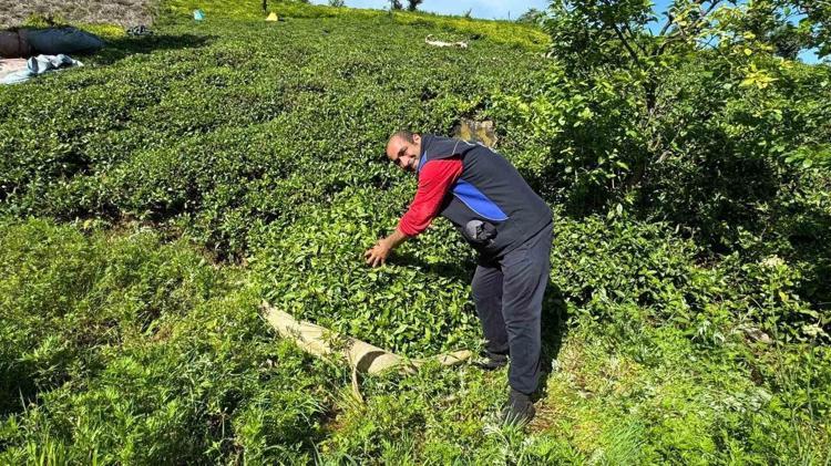 İmparatorluk çayı olarak biliniyor: Kilosu tam 230 bin lira Sadece 15 günlük dar bir zamanda elde edilen o ürünün hasadı tamamlandı