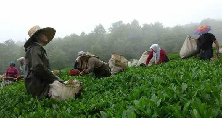 İmparatorluk çayı olarak biliniyor: Kilosu tam 230 bin lira Sadece 15 günlük dar bir zamanda elde edilen o ürünün hasadı tamamlandı