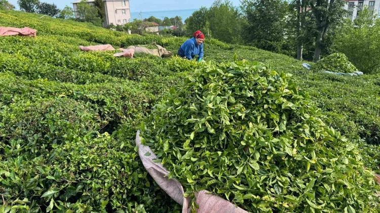 İmparatorluk çayı olarak biliniyor: Kilosu tam 230 bin lira Sadece 15 günlük dar bir zamanda elde edilen o ürünün hasadı tamamlandı