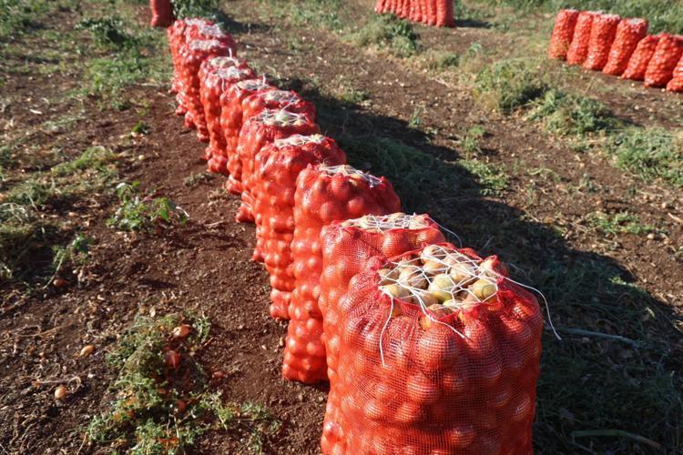 Hatayda hasadı devam ediyor Halk arasında doğal antibiyotik olarak biliniyor, kilosu 30 TLden satılıyor