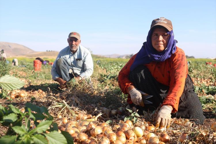 Hatayda hasadı devam ediyor Halk arasında doğal antibiyotik olarak biliniyor, kilosu 30 TLden satılıyor