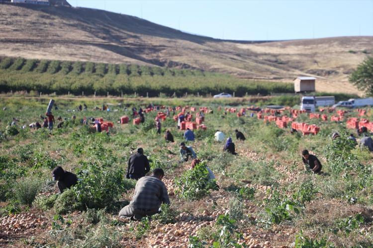 Hatayda hasadı devam ediyor Halk arasında doğal antibiyotik olarak biliniyor, kilosu 30 TLden satılıyor