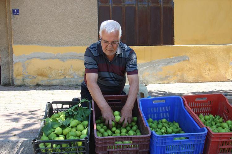 Kilosu 500 TL’den satılıyor, olmazsa olmaz Bu pazar tezgahında meyve değil milyonlarca sinek satılıyor