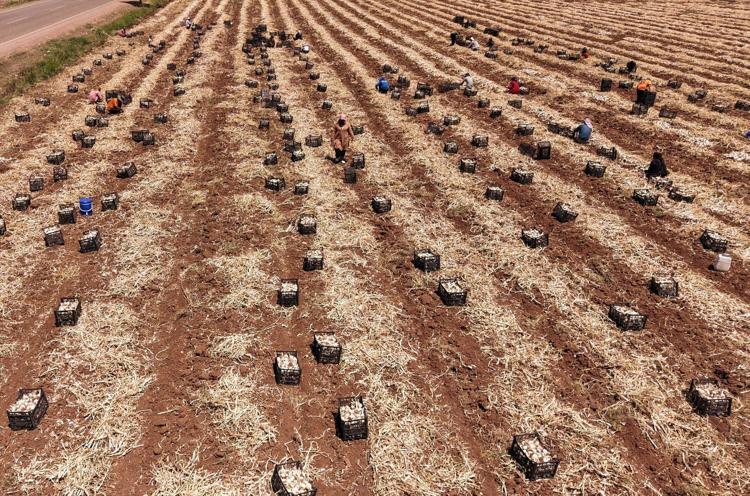 Araban Ovasında alın teri mesaisi başladı Tarlada 60, markette 200 TL: Şifası dillere pelesenk olmuş durumda