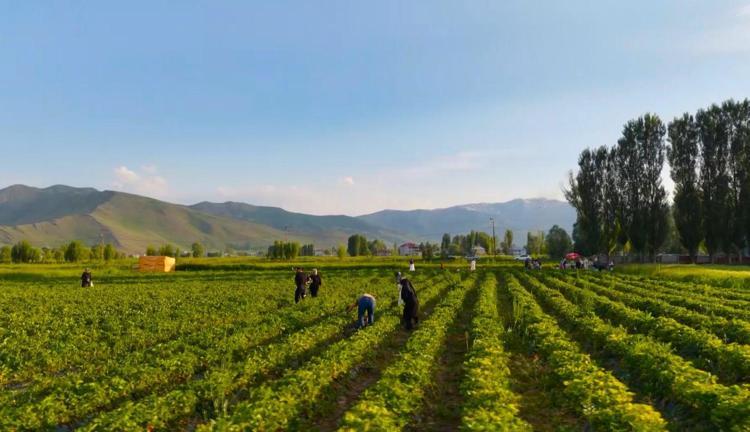 Toplayıp yemesi bedava, götürmesi ücretli Göz hakkı serbest olan tarla akın akın ziyaret ediliyor