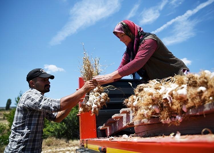 Markette yanına yaklaşılmıyordu, tarlada 60 TL’ye düştü: Gören arabasının bagajını dolduruyor