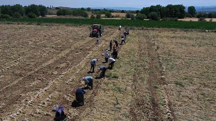 Markette yanına yaklaşılmıyordu, tarlada 60 TL’ye düştü: Gören arabasının bagajını dolduruyor