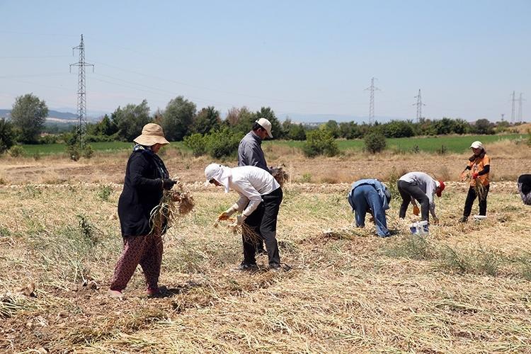 Markette yanına yaklaşılmıyordu, tarlada 60 TL’ye düştü: Gören arabasının bagajını dolduruyor