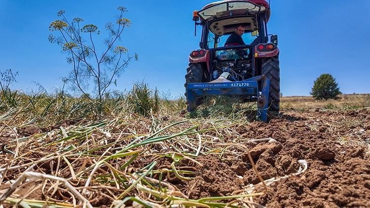 Markette yanına yaklaşılmıyordu, tarlada 60 TL’ye düştü: Gören arabasının bagajını dolduruyor