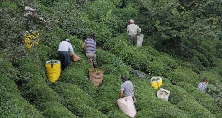 Saksıya bile dikseniz zararlı canlıları anında engelliyor: Bahçeden sonsuza kadar uzak tutuyor