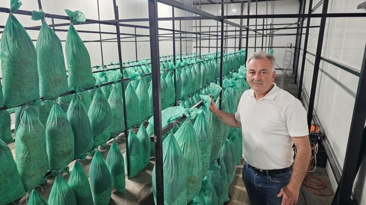 Karanlık tünelden bereket taştı Artvinde bir ilk: Kilosu resmen altınla yarışıyor