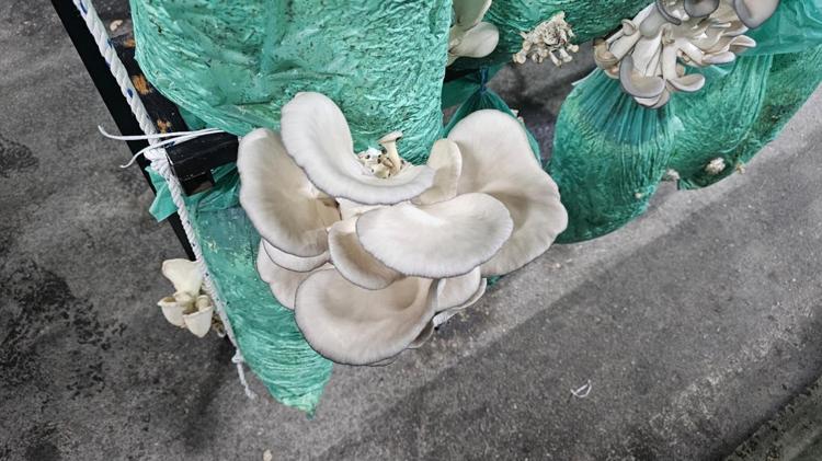 Karanlık tünelden bereket taştı Artvinde bir ilk: Kilosu resmen altınla yarışıyor