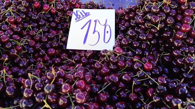 Tekirdağda hasadı devam ediyor Kilosu 250TLden 100 liraya düştü