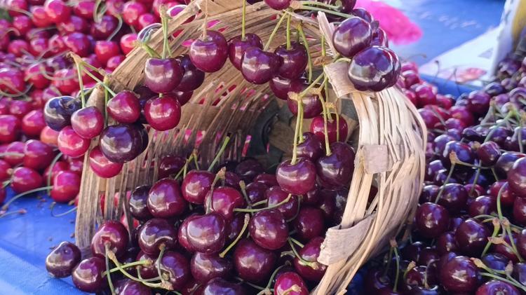 Tekirdağda hasadı devam ediyor Kilosu 250TLden 100 liraya düştü