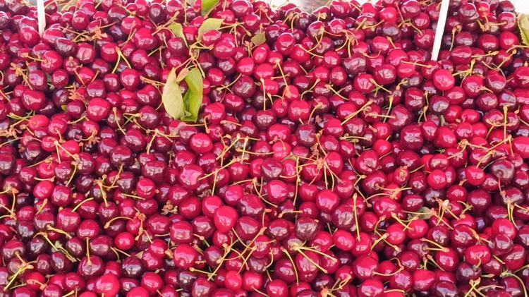 Tekirdağda hasadı devam ediyor Kilosu 250TLden 100 liraya düştü