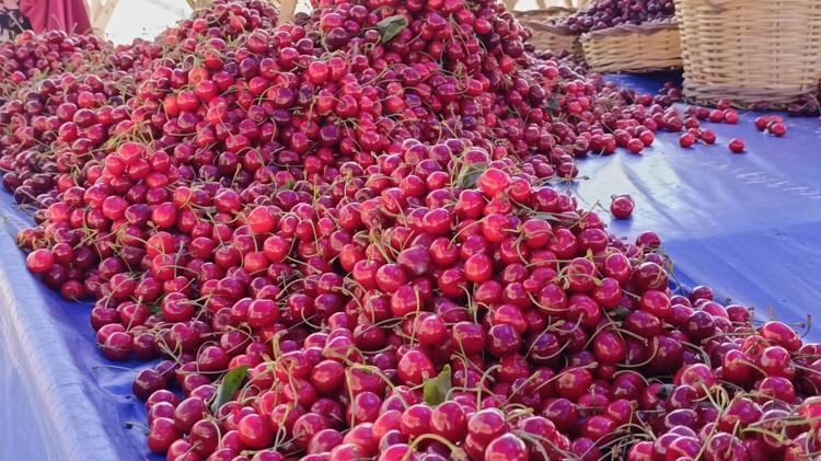 Tekirdağda hasadı devam ediyor Kilosu 250TLden 100 liraya düştü