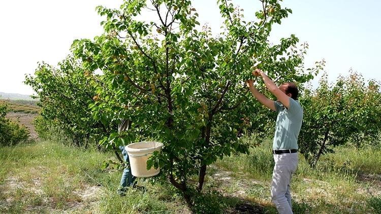 Rusya ve Ukraynaya kasa kasa gönderiliyor: 3 milyon ağaçtan gece gündüz toplanıyor Türkiyenin lider ilçesinde büyük hasat başladı