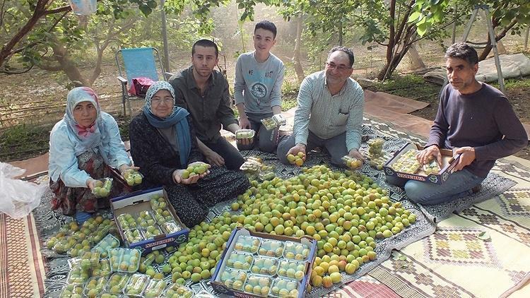 Rusya ve Ukraynaya kasa kasa gönderiliyor: 3 milyon ağaçtan gece gündüz toplanıyor Türkiyenin lider ilçesinde büyük hasat başladı