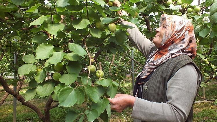 Rusya ve Ukraynaya kasa kasa gönderiliyor: 3 milyon ağaçtan gece gündüz toplanıyor Türkiyenin lider ilçesinde büyük hasat başladı