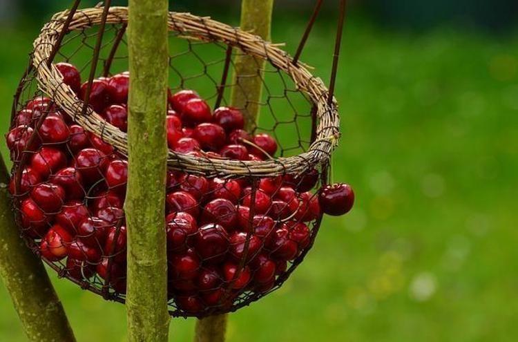 Kirazların ömrünü kat kat artıran tüyo Böyle saklayınca ne küfleniyor ne de bozuluyor Günlerce tazecik kalıyor