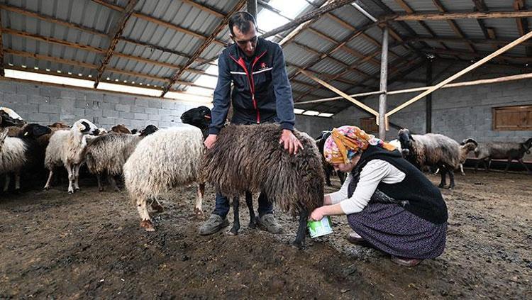 Bir koyun alamazken sürü sahibi oldular ‘Hadi Gel Köyümüze Destek Verelim’ projesi