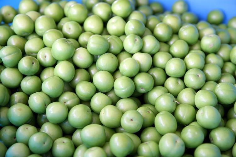Yazın favori meyveleri: Yeşil erik mi daha sağlıklı yoksa kiraz mı Ödem ve eklem sızıları için bol bol yiyin