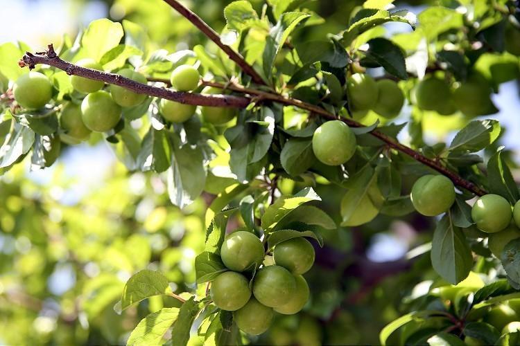 7 TEMEL ÖZELLİK İLE KİRAZ VE ERİK KARŞILAŞTIRMASI