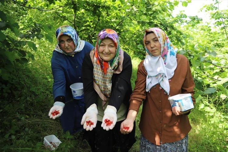 Kadınların zorlu emeği meyvesini verdi Karadenizin o meşhur lezzeti artık tescillendi