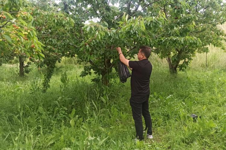 Konyada hasadı devam ediyor Tek tek elle toplanıp kilo kilo satılıyor: Rengini ve tadını bilenler mest oluyor