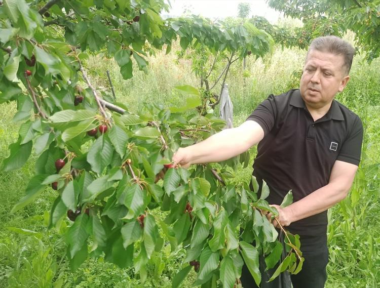 Konyada hasadı devam ediyor Tek tek elle toplanıp kilo kilo satılıyor: Rengini ve tadını bilenler mest oluyor