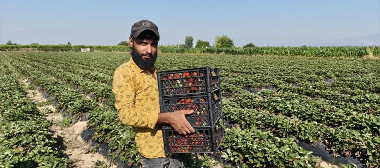 Mersinde hasadı bitti Tarlada kilosu 25 TL: 20 bin dönümde üretiliyor, dünyaya kilo kilo satılıyor