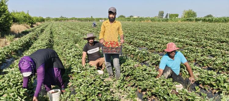 Mersinde hasadı bitti Tarlada kilosu 25 TL: 20 bin dönümde üretiliyor, dünyaya kilo kilo satılıyor