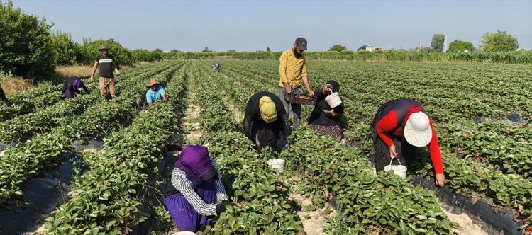 Mersinde hasadı bitti Tarlada kilosu 25 TL: 20 bin dönümde üretiliyor, dünyaya kilo kilo satılıyor