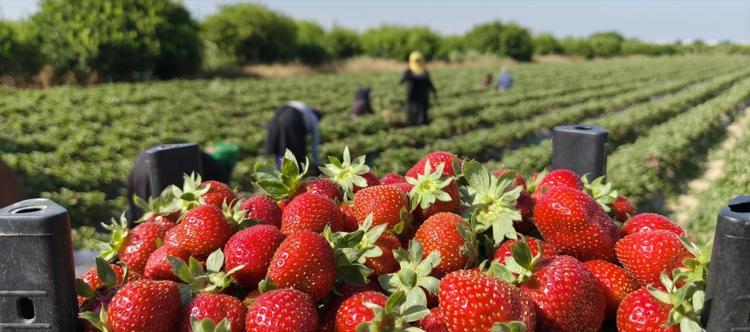 Mersinde hasadı bitti Tarlada kilosu 25 TL: 20 bin dönümde üretiliyor, dünyaya kilo kilo satılıyor