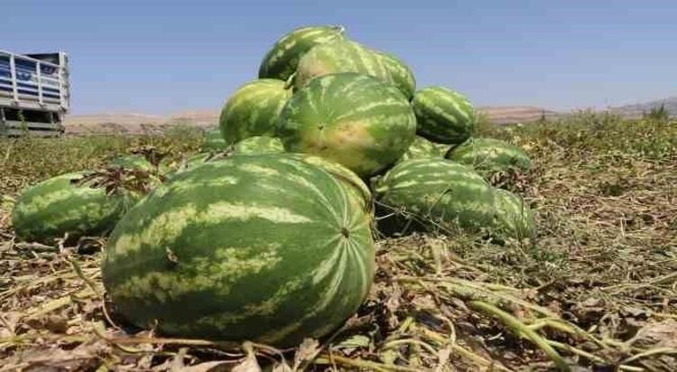 Sabah 05.00’te başlayan mesai ve kilosu 15 lira: Herkes 1 Temmuzu bekliyordu ama planlar tamamen değişti