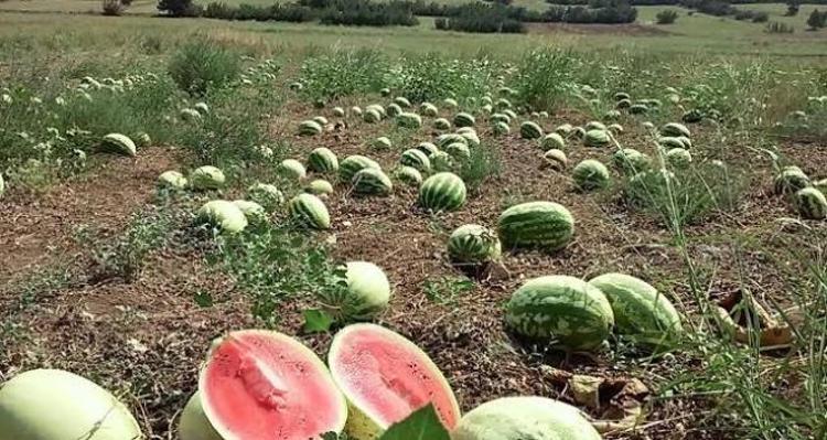 Sabah 05.00’te başlayan mesai ve kilosu 15 lira: Herkes 1 Temmuzu bekliyordu ama planlar tamamen değişti