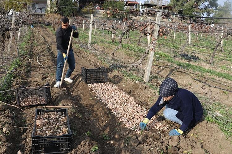 Dev markaların gözü oradaki tarlalarda Koparılması yasak, servet çoğaltıyor...