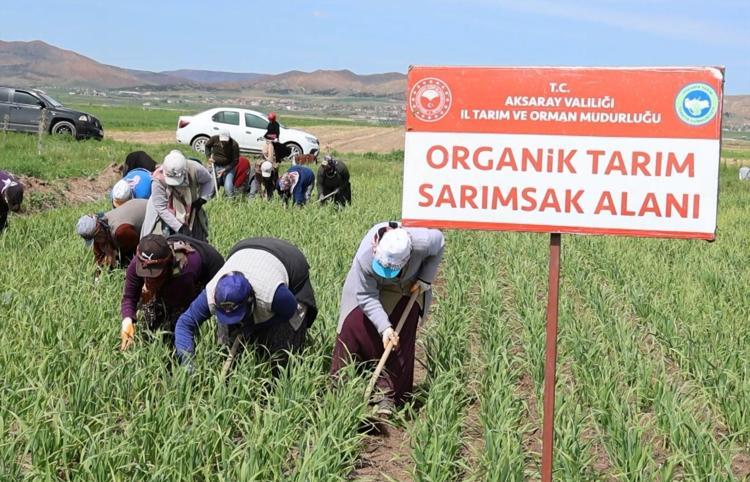 Almanya ve Rusya’nın ardından İspanya’dan büyük hamle Aksarayda üretilip kilo kilo satılacak, dünyanın en iyisi