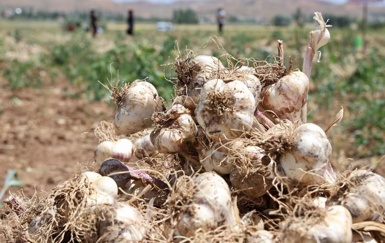 Almanya ve Rusya’nın ardından İspanya’dan büyük hamle Aksarayda üretilip kilo kilo satılacak, dünyanın en iyisi